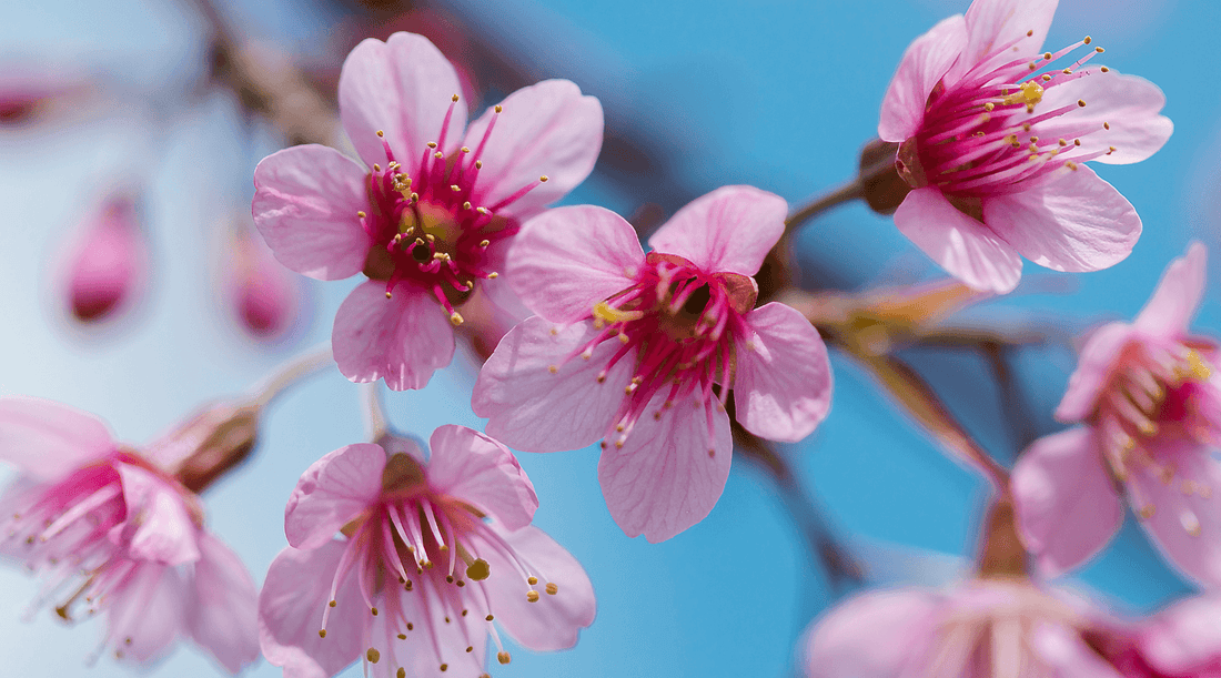 Scent of April: Cherry Blossom - Lottie Elizabeth Ltd