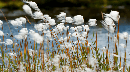 Scent of May: Clean Cotton - Lottie Elizabeth Ltd